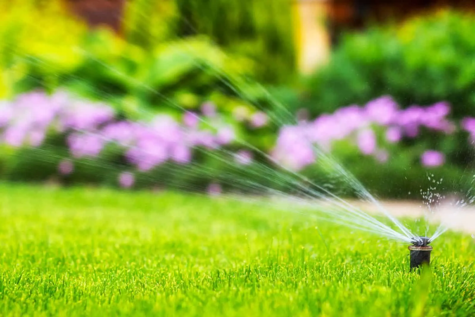 spraying the lawn with water