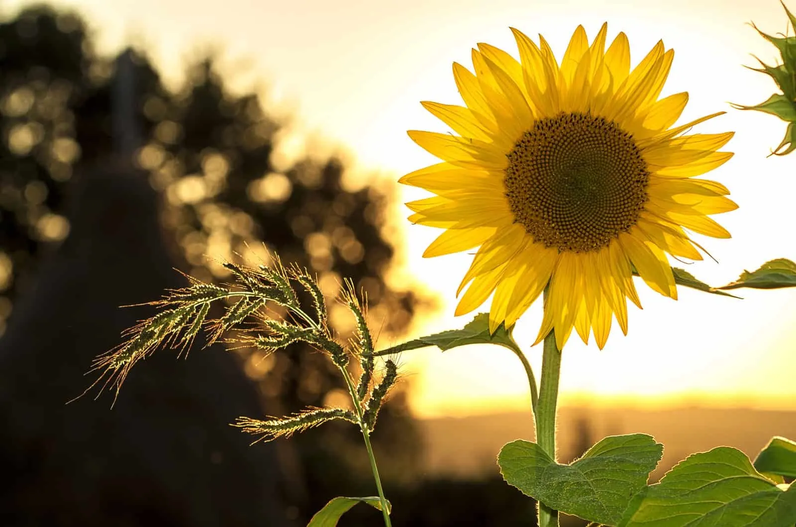 blooming sunflower at sunset