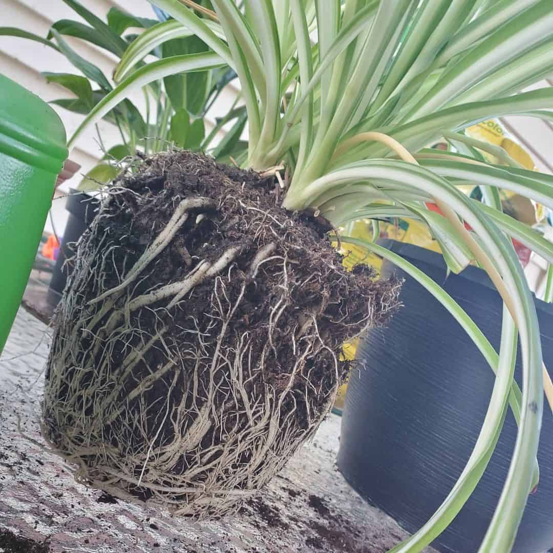 transplanting spider plant