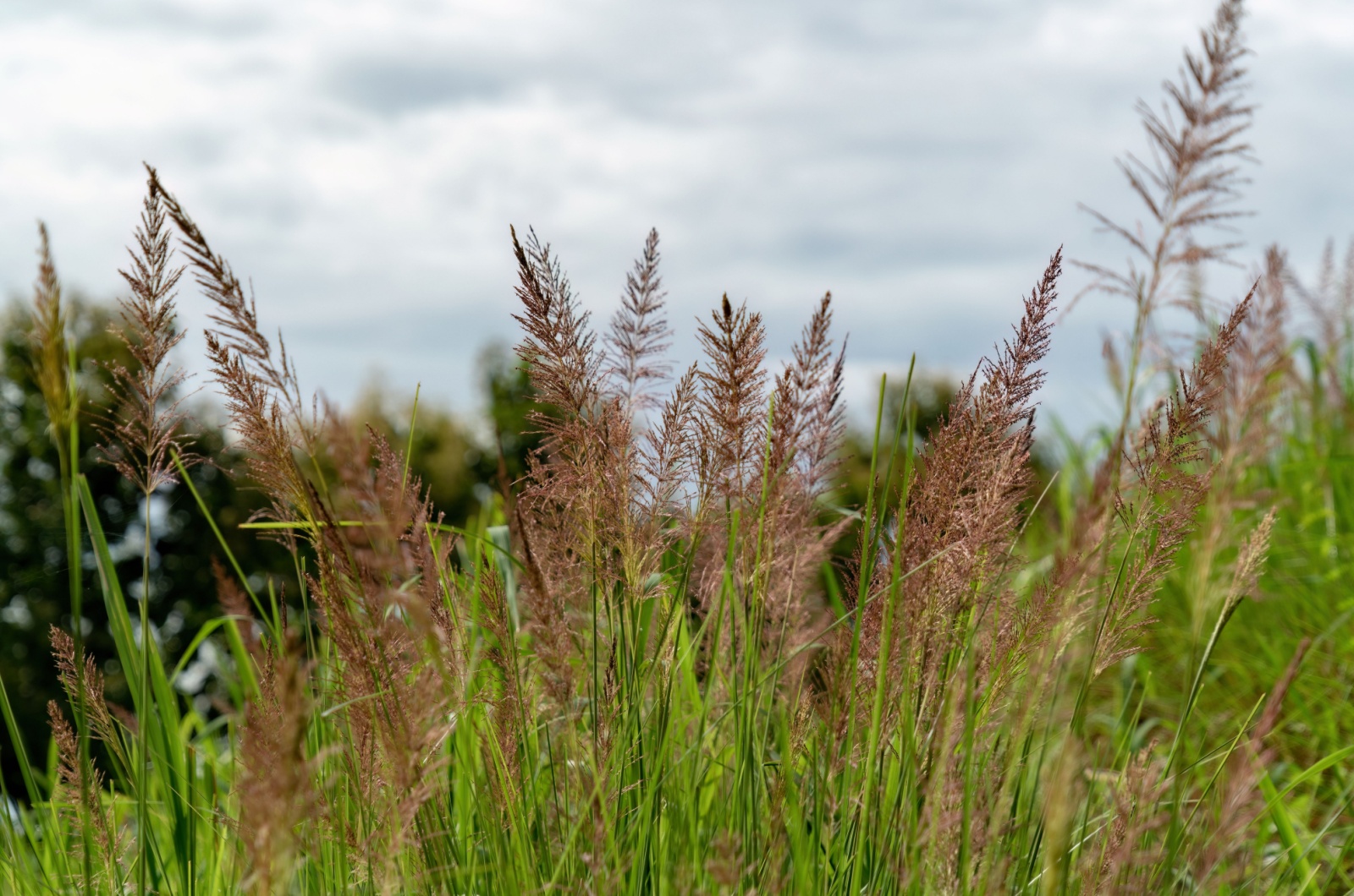 vetiver grass