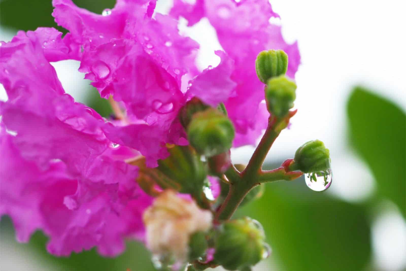  water drops on beautiful flowers