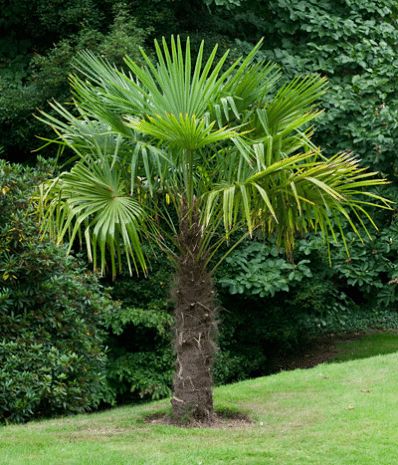 windmill palm tree