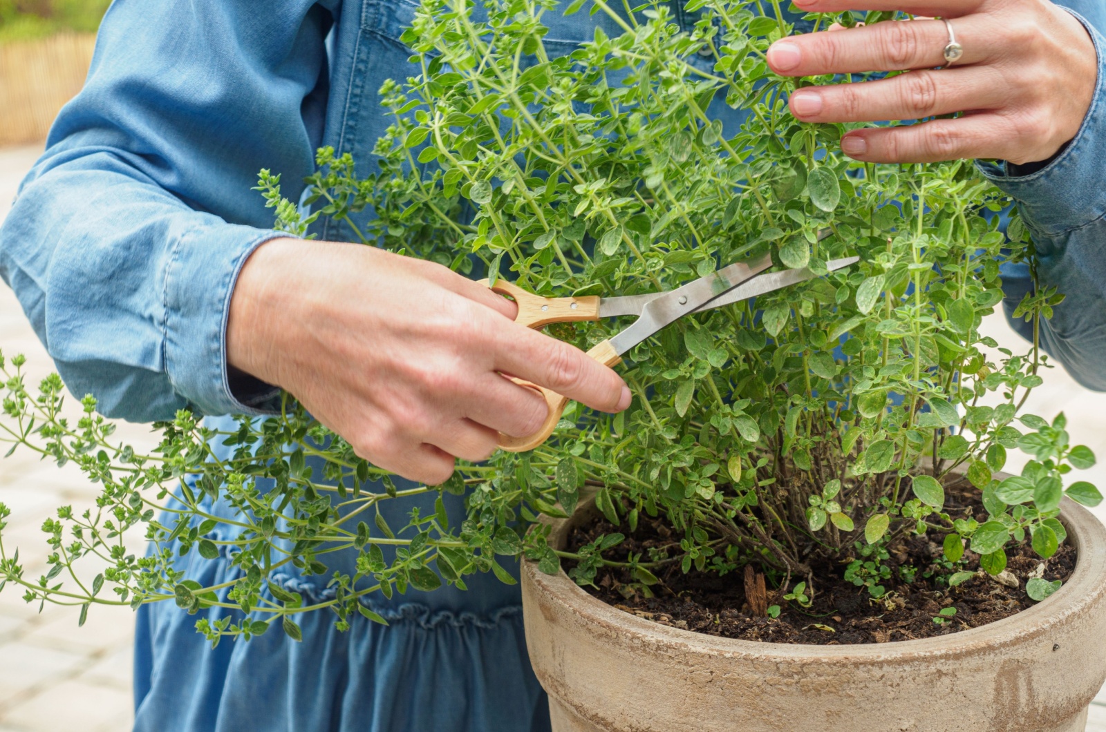 woman cutting oregano