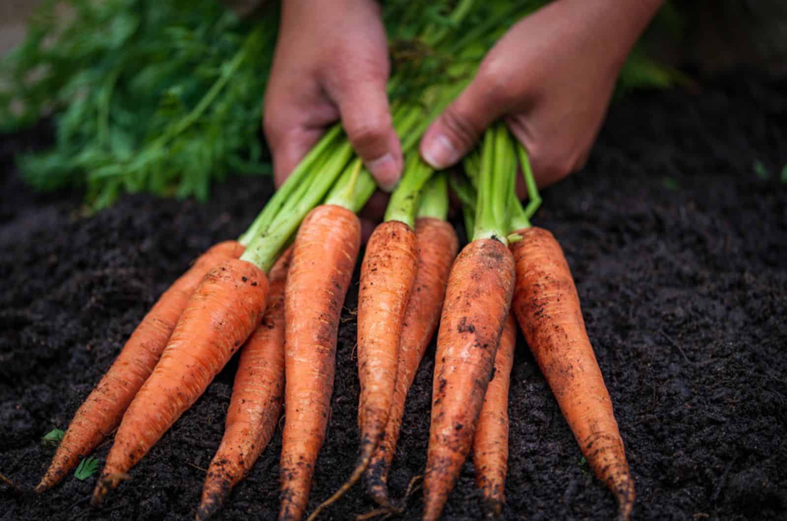 woman farmer hands working on a bunches of carrots in a farm