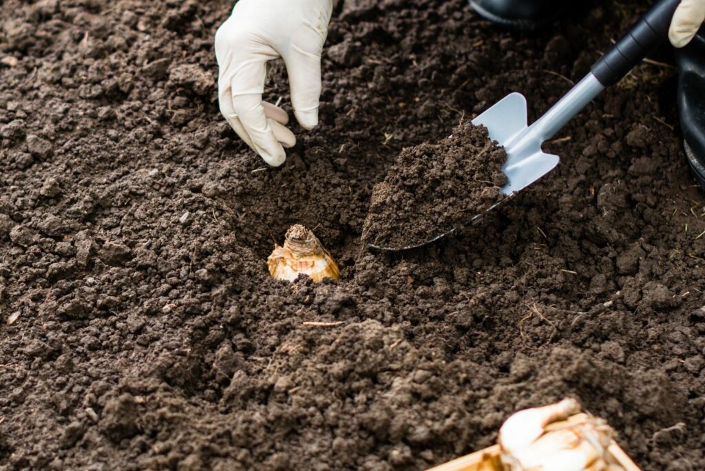 woman planting daffodil bulbs