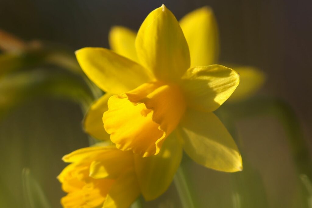 yellow daffodils in spring