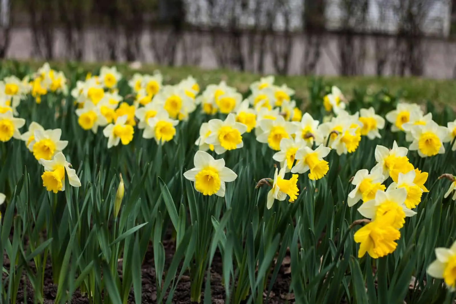 yellow daffodils outdoor .spring background