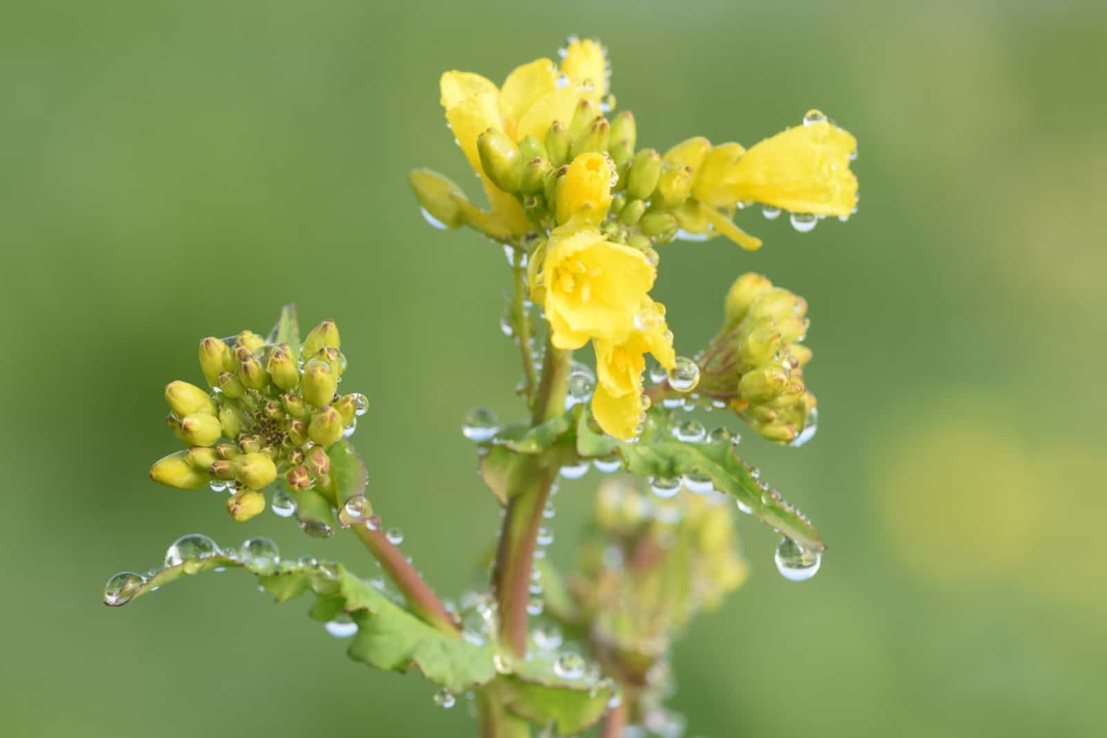 yellow flowers of the marsh cherry in the early morning with many dew drops on it