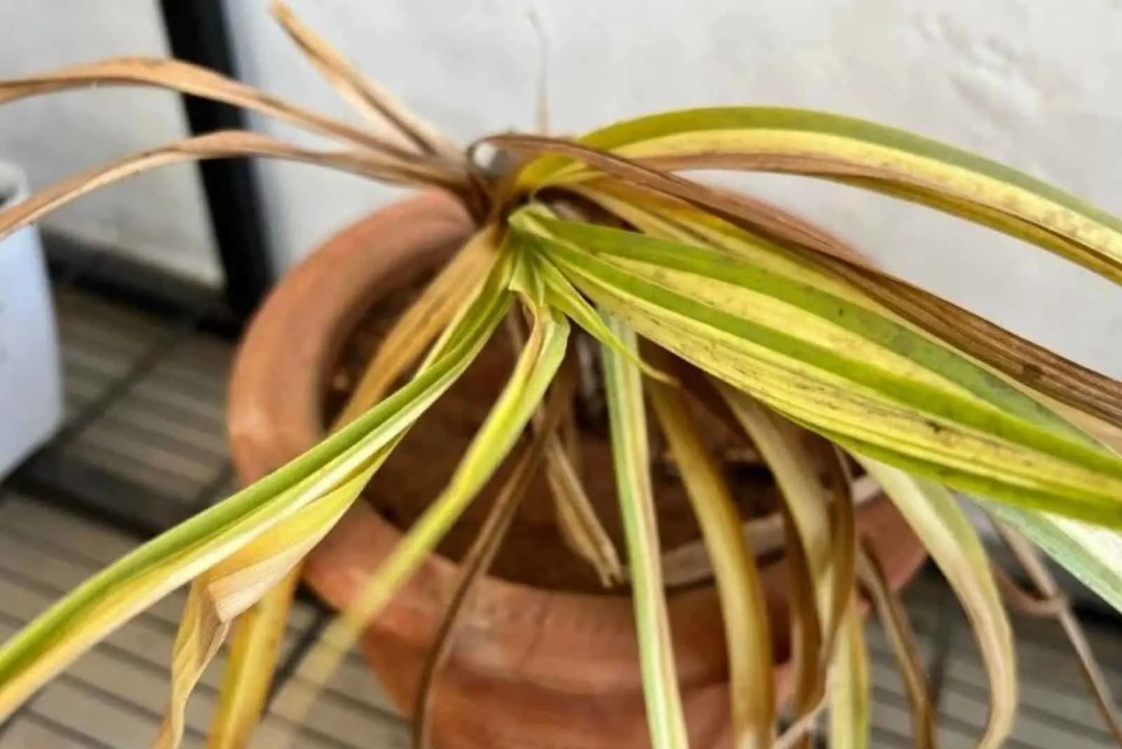 yellow leaves of spider plant