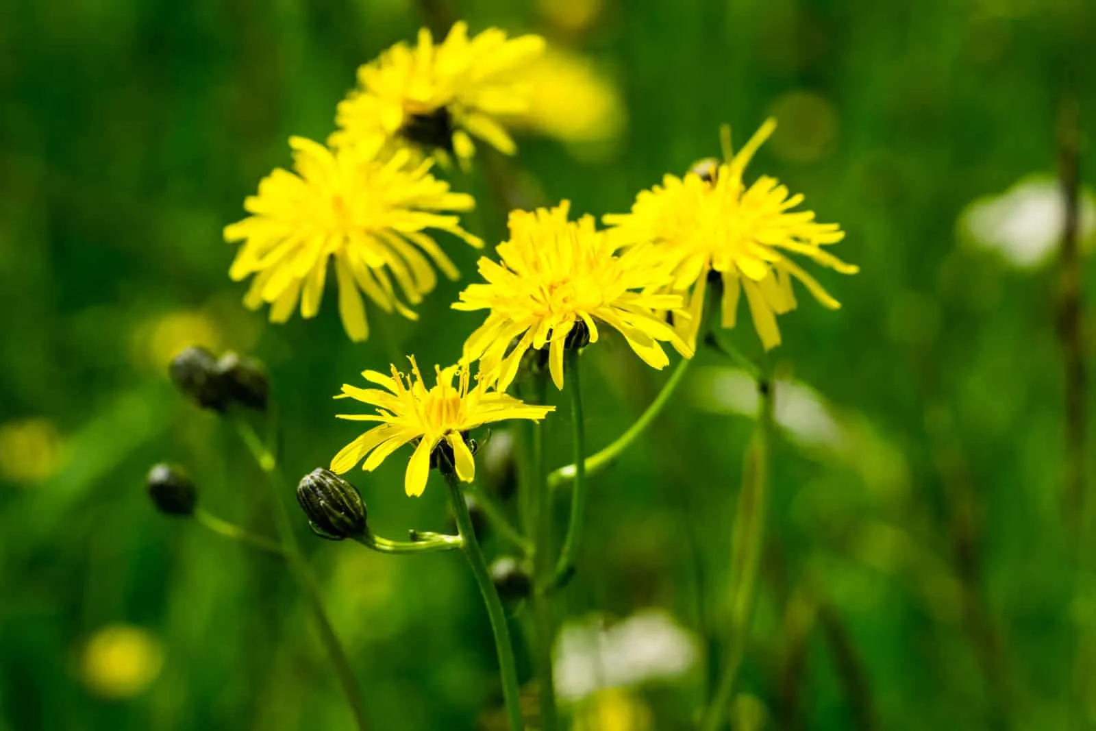yellow sow thistle on a green meadow