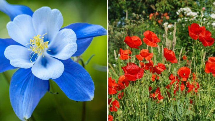 10 Affordable Flower Seeds You Can Sow Directly Outdoors