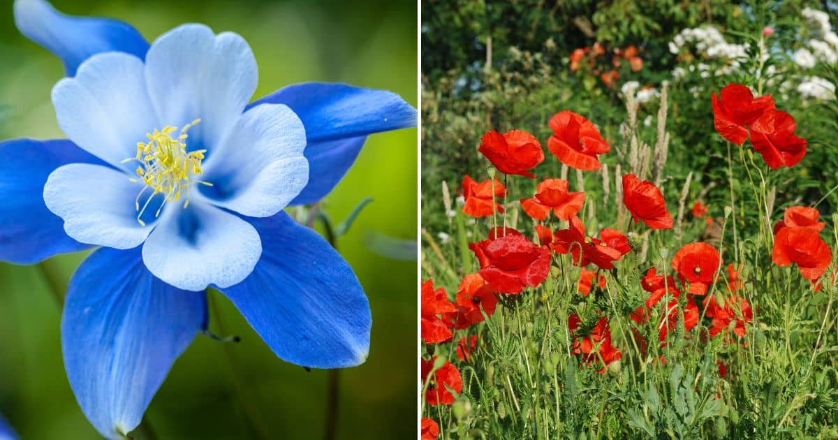 10 Affordable Flower Seeds You Can Sow Directly Outdoors