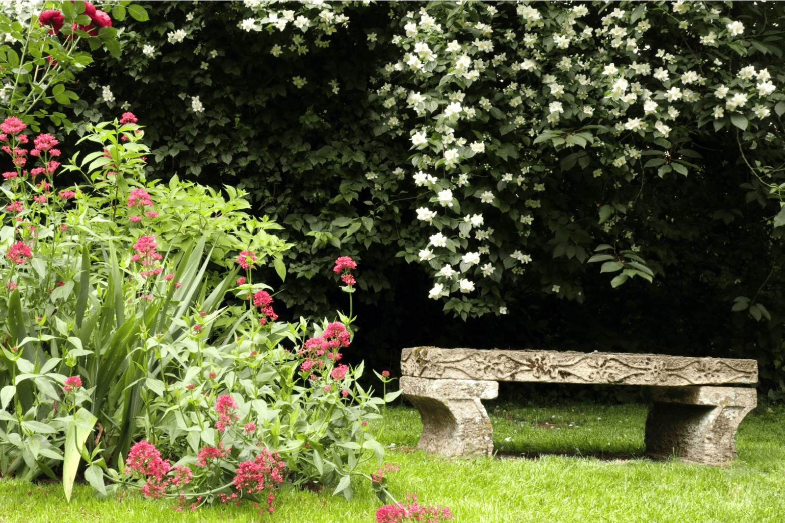 Ornamental stone bench under fragrant, white flowering jasmine bush