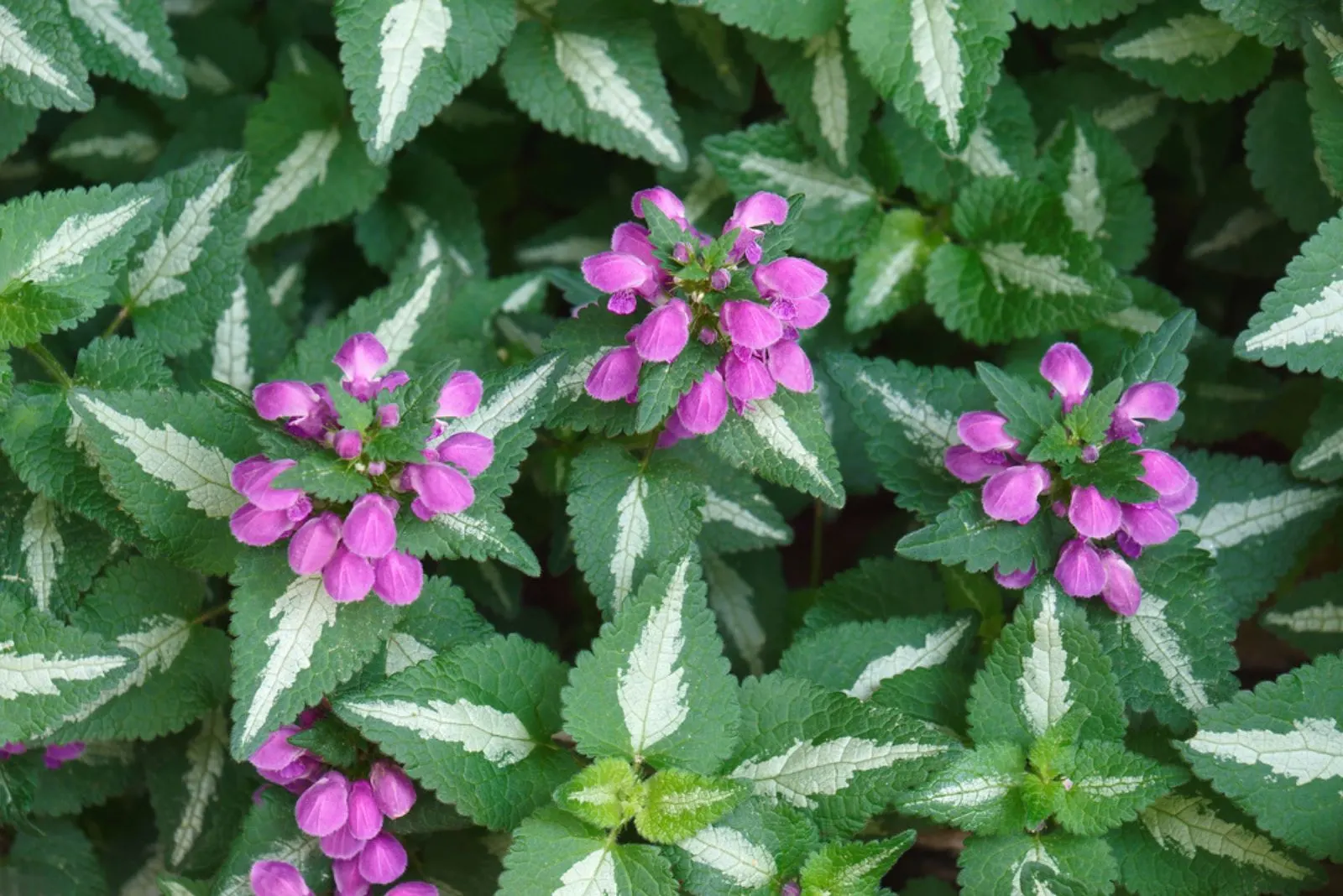 10 Powerful Weed-Eliminating Plants For A Flourishing Garden