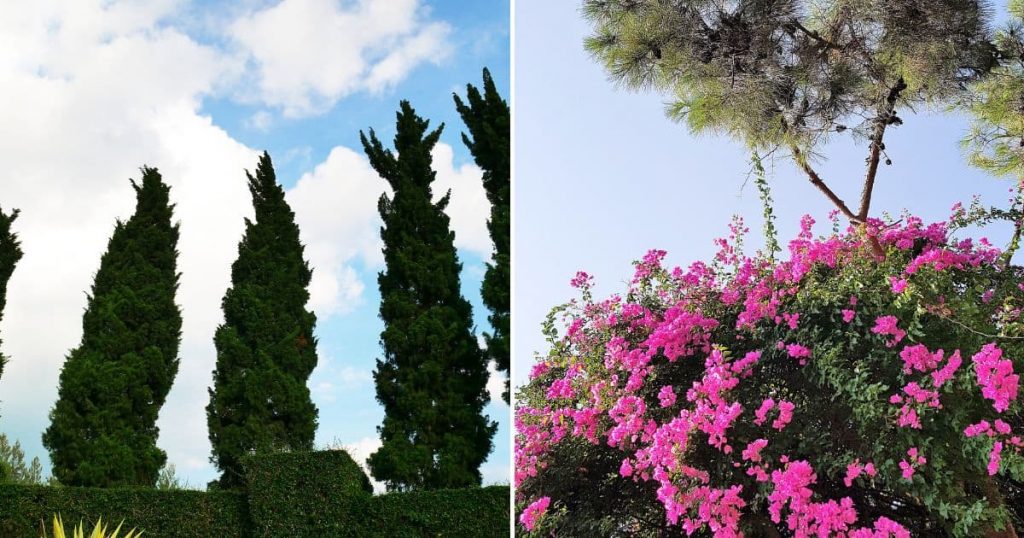 10 Spectacular Plants That Grow Well Under Pine Trees