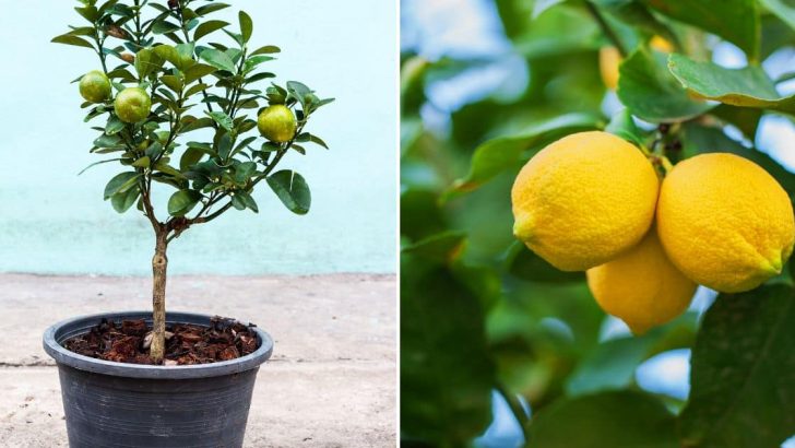 10 Tips For Planting A Lemon In A Cup And Freshening Up Your Home