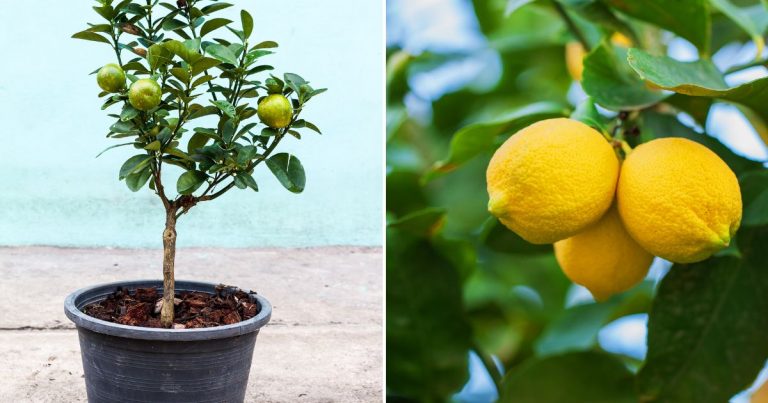 tips for planting lemons in a pot