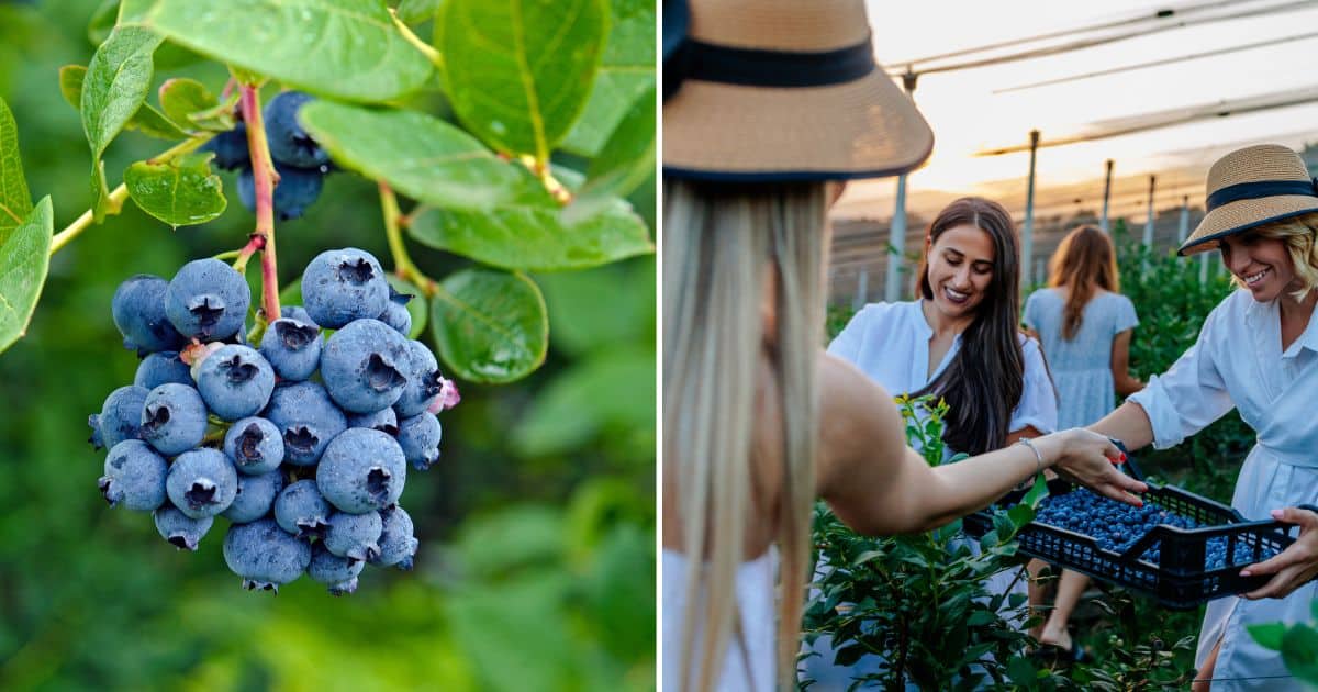 10 Tried-and-true Tips For Growing Blueberries In Your Garden