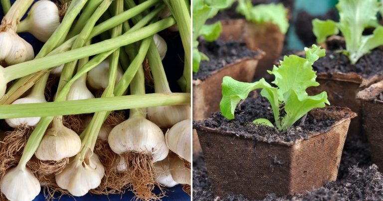 Types Of Food You Can Grow In Buckets