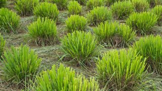 11 Compelling Reasons To Grow Lemongrass In Your Garden