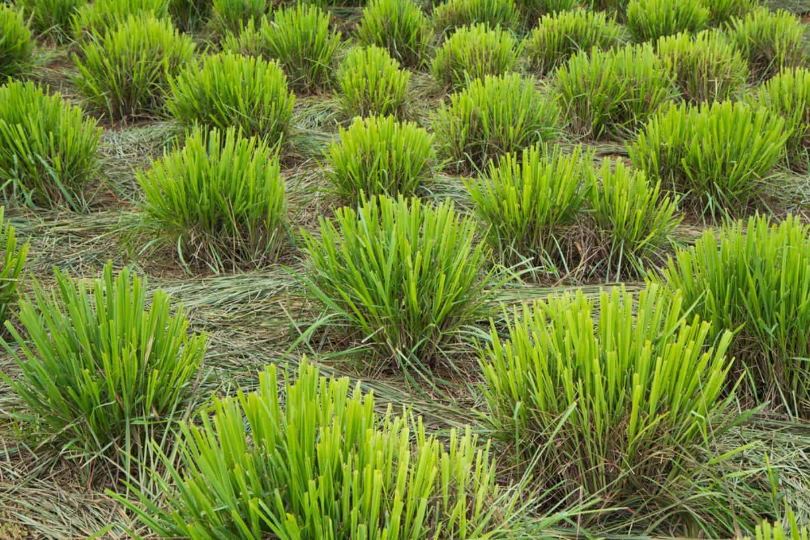 11 Compelling Reasons To Grow Lemongrass In Your Garden