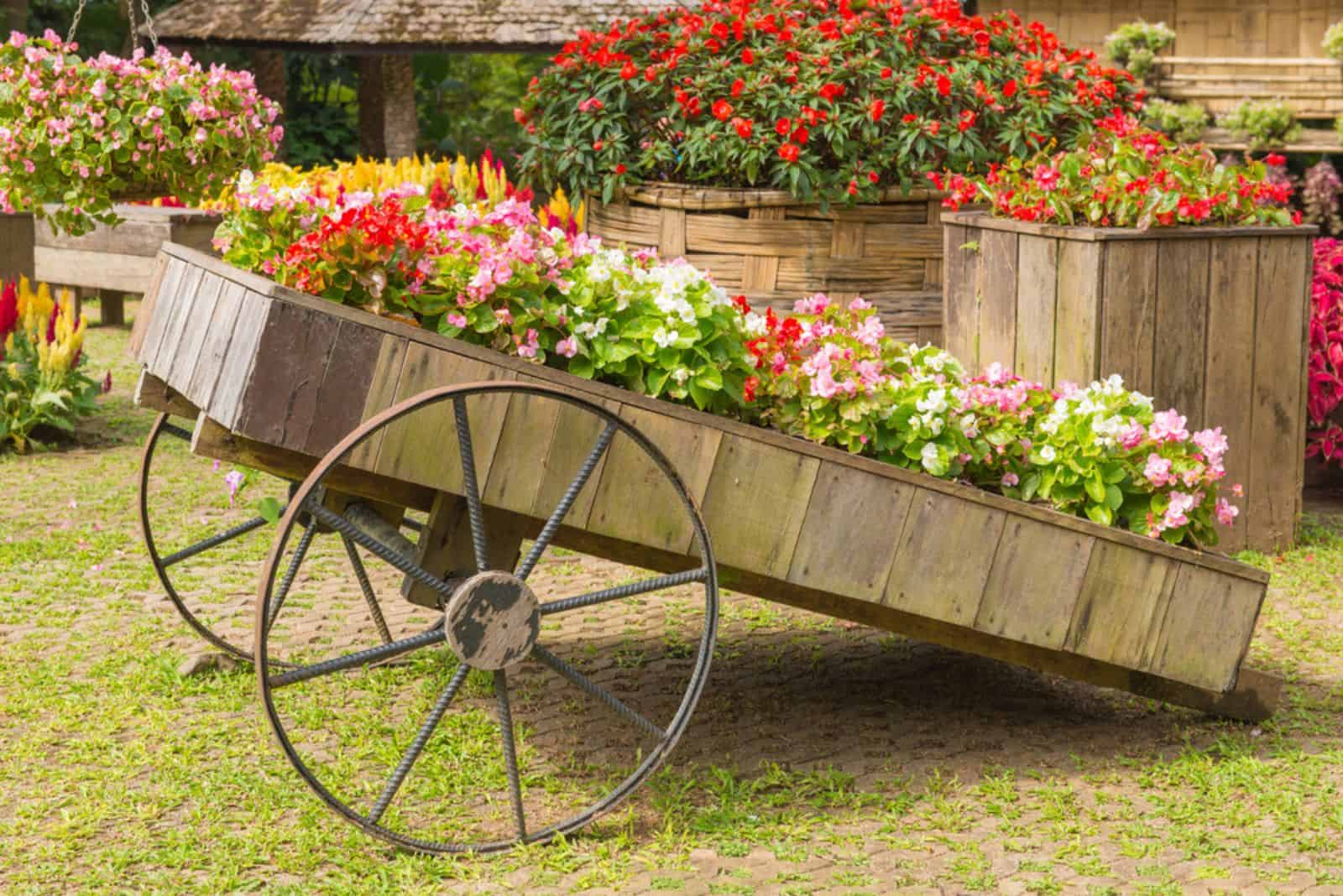 wheels with petunias flowers in garden