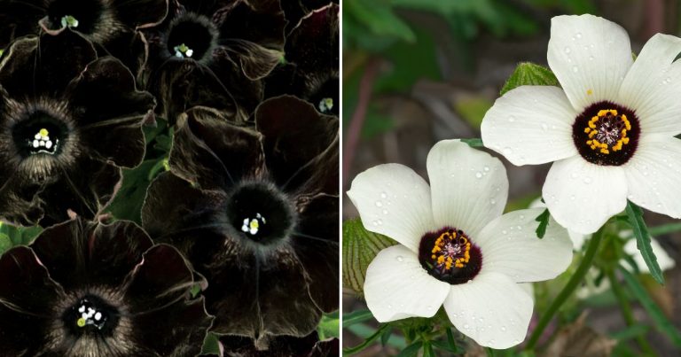Gorgeous Black And White Flowers