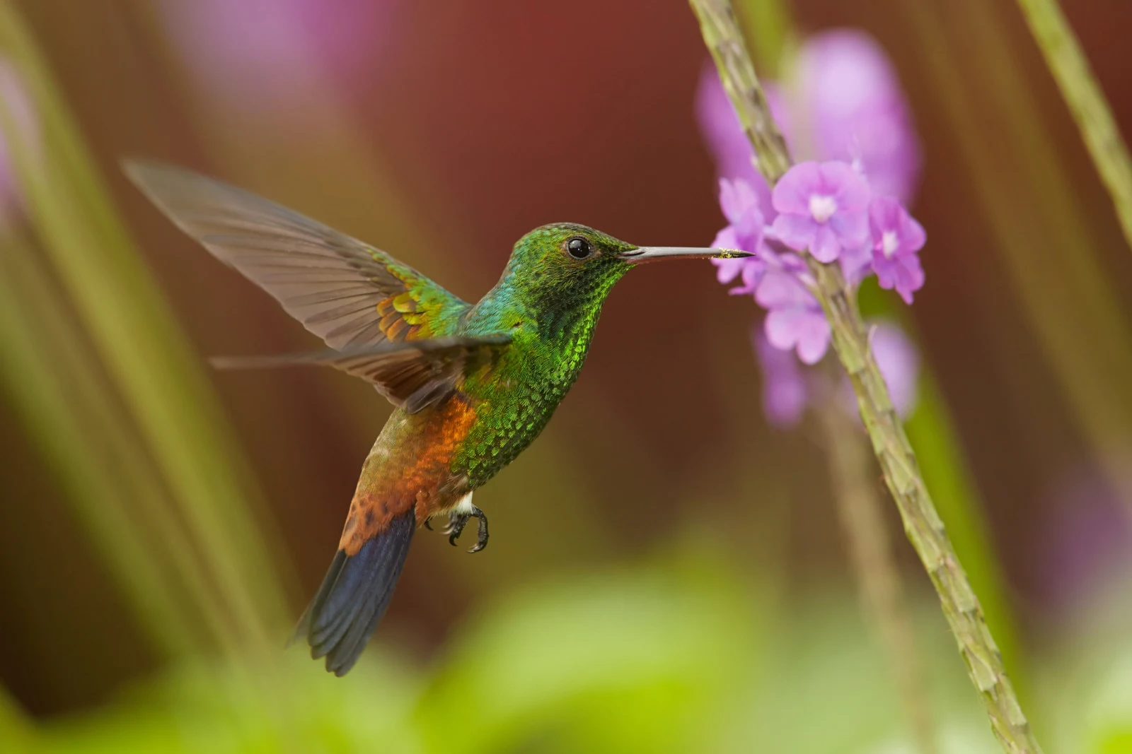 hummingbird attracted by a purple flower