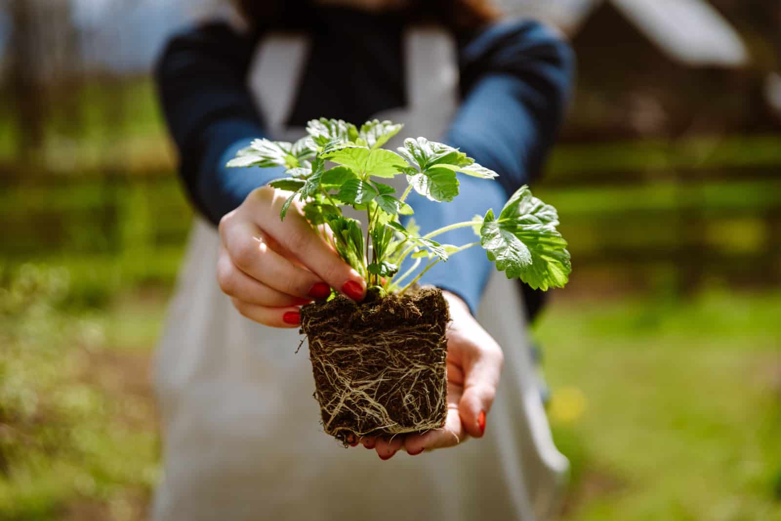 11 Tips For Successfully Transplanting Seedlings Outside