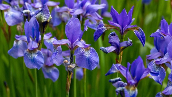 15 Iowa Native Plants That Can Spruce Up Your Garden