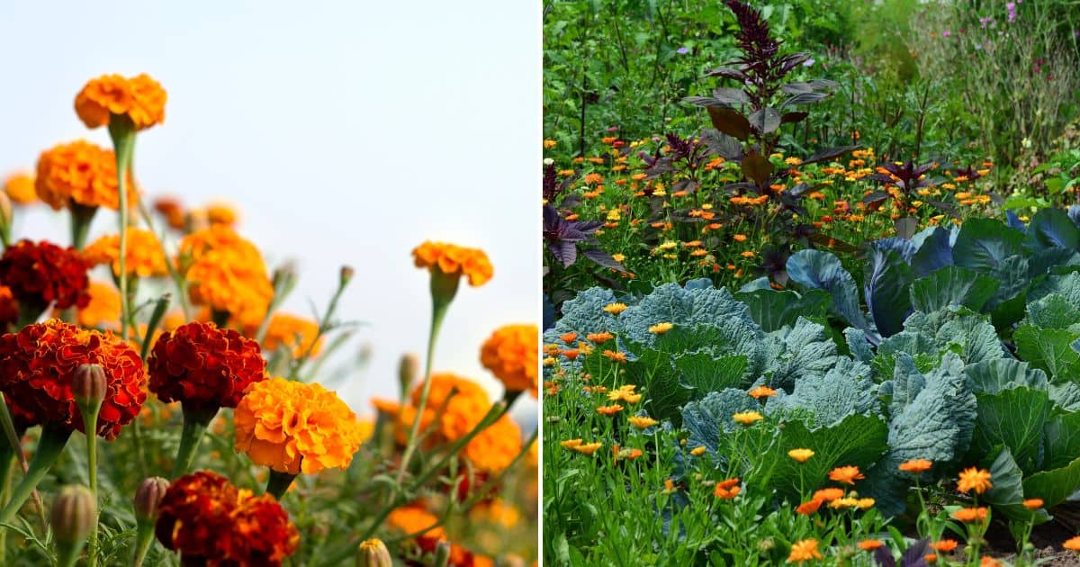 15 Reasons To Plants Marigolds In Your Vegetable Garden