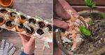 15 Ways To Use Eggshells Instead Of Throwing Them