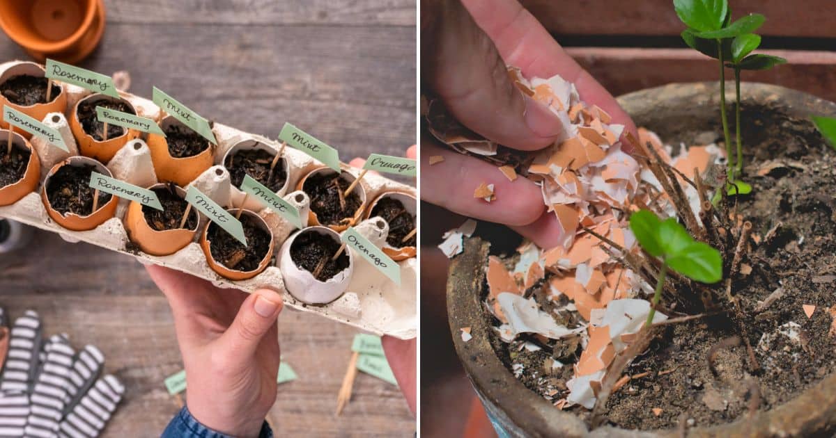 Instead Of Throwing Them Away, Use Your Eggshells In Any Of These 15 Ways