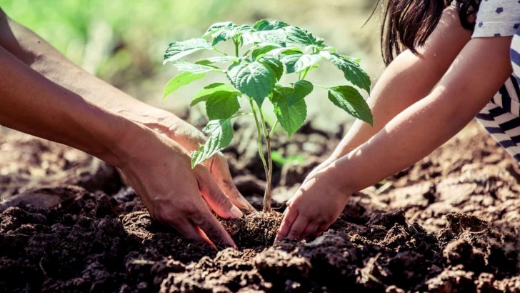 16 Planting Mistakes Gardeners Make In Their Vegetable Patches
