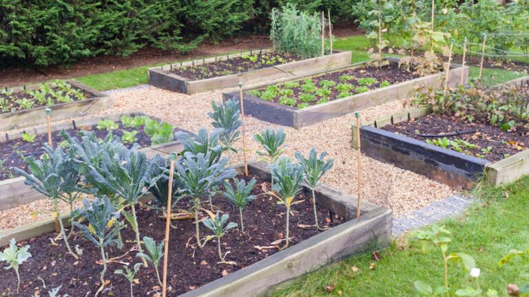 Vegetable Patch