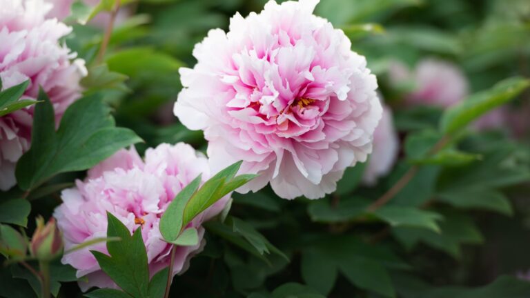 Peony