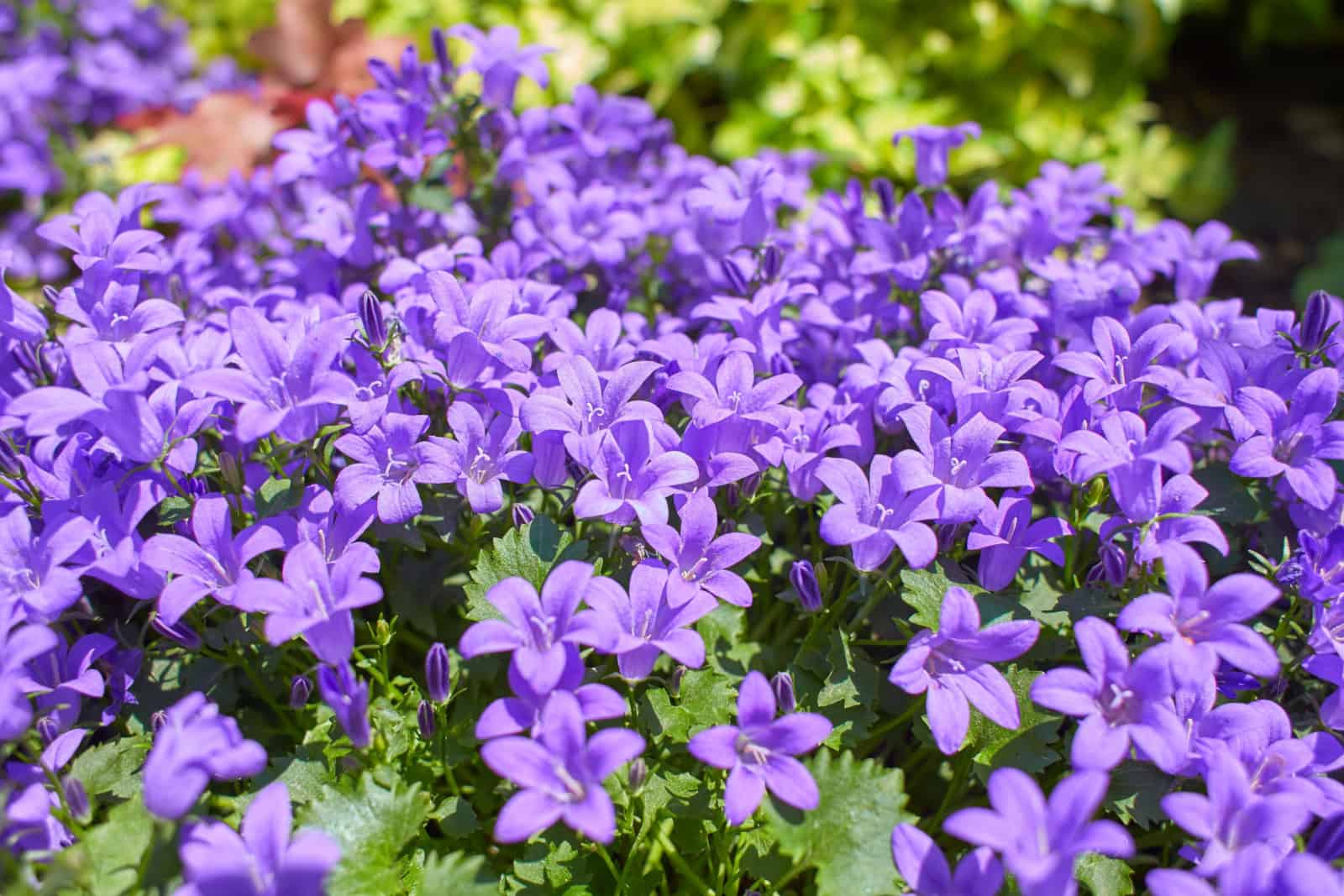 21 Longest Blooming Perennials For A Never-Ending Season