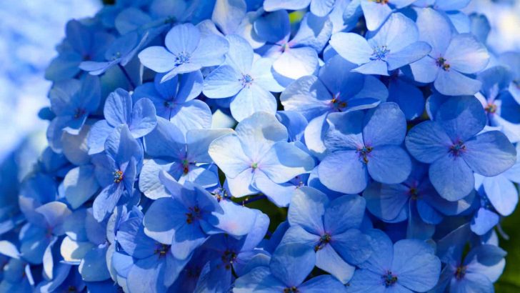 26 Most Beautiful Blue Flowers For Your Landscape