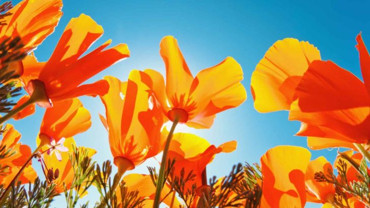 27 Drought Tolerant Plants For The Driest Environments