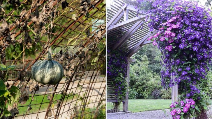 3 Simple Trellis Tips That Will Completely Transform Your Garden