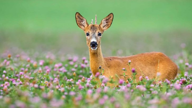 34 Beautiful Perennial Plants That Keep Deer Away