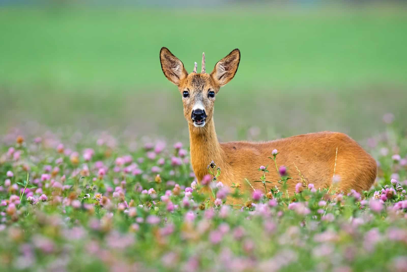 34 Beautiful Perennial Plants That Keep Deer Away