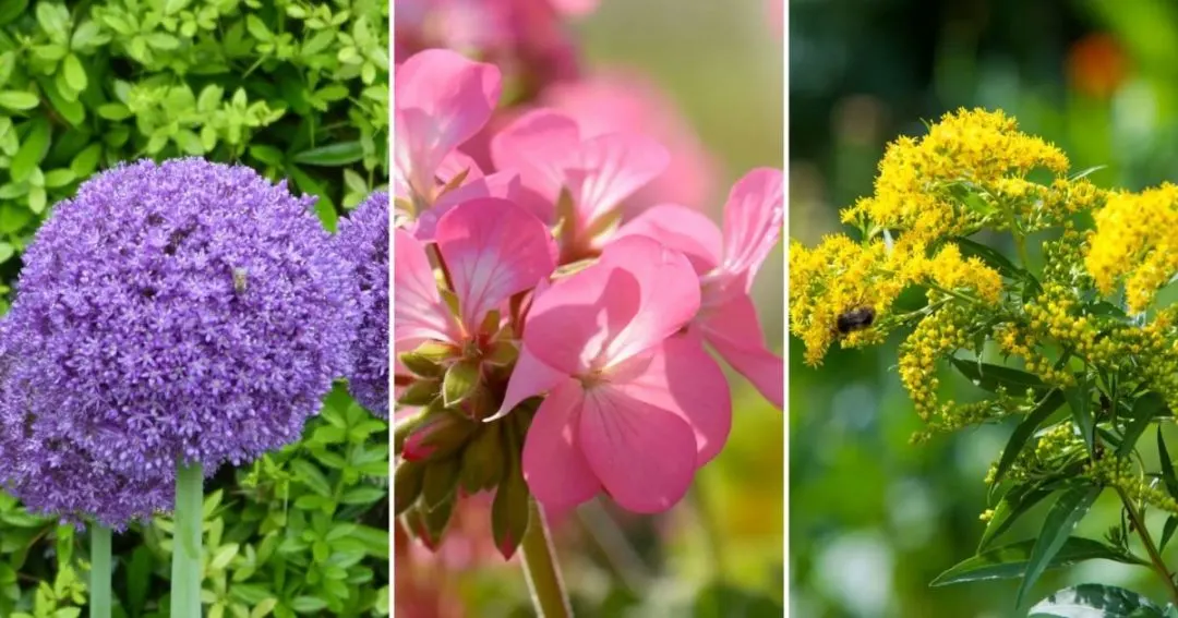 Grow These 13 Plants To Keep Squirrels Away From Your Garden