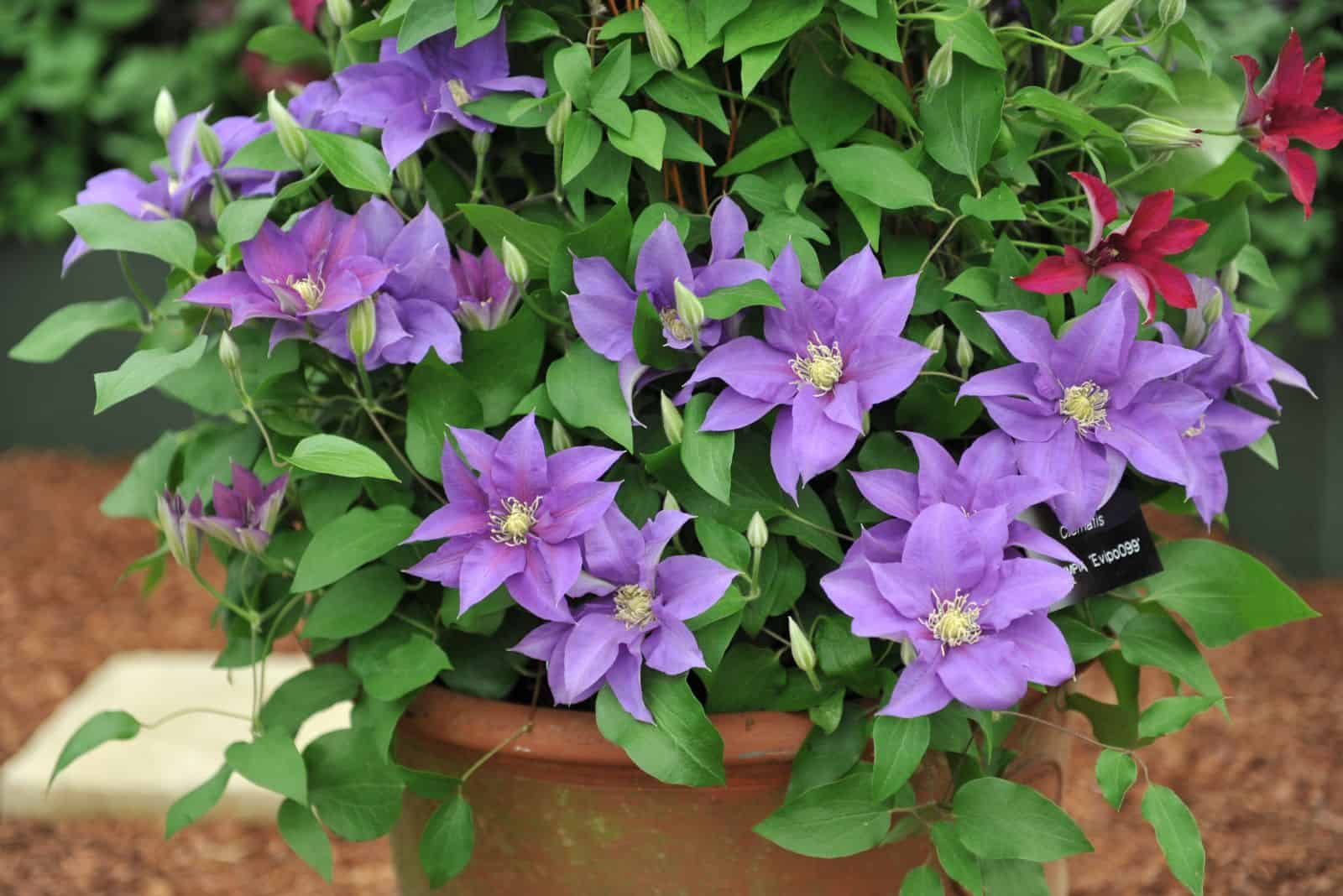 5 Helpful Tips For Growing Clematis In Pots Successfully