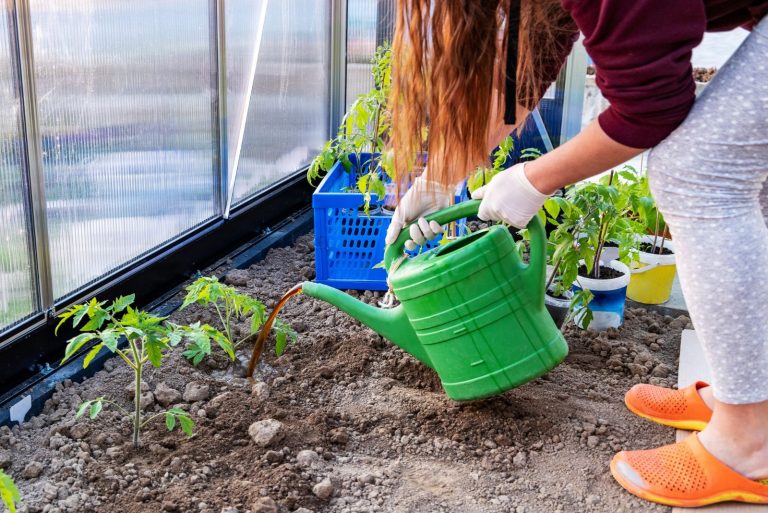 the woman feeds tomatoes