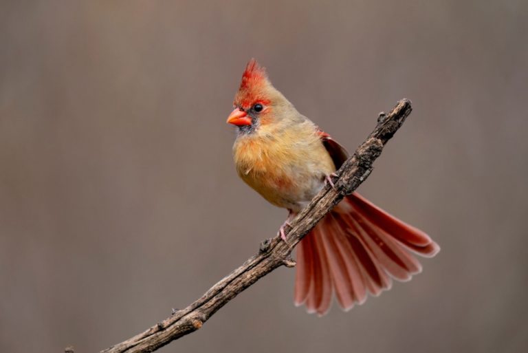 cardinal sitting on a branch