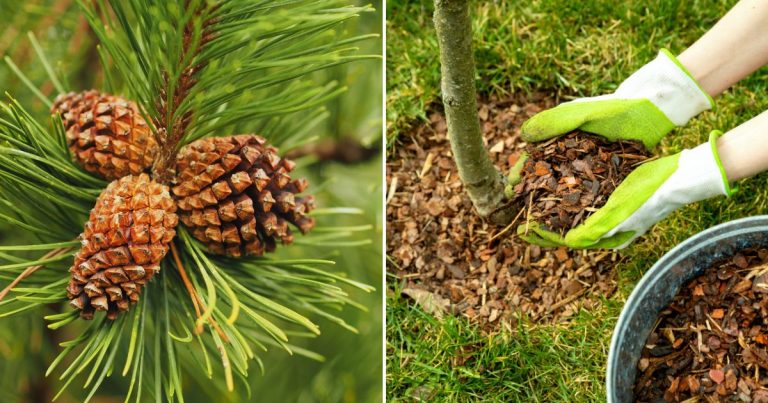 pine cones in garden