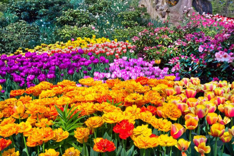 Colorful flowers in the park