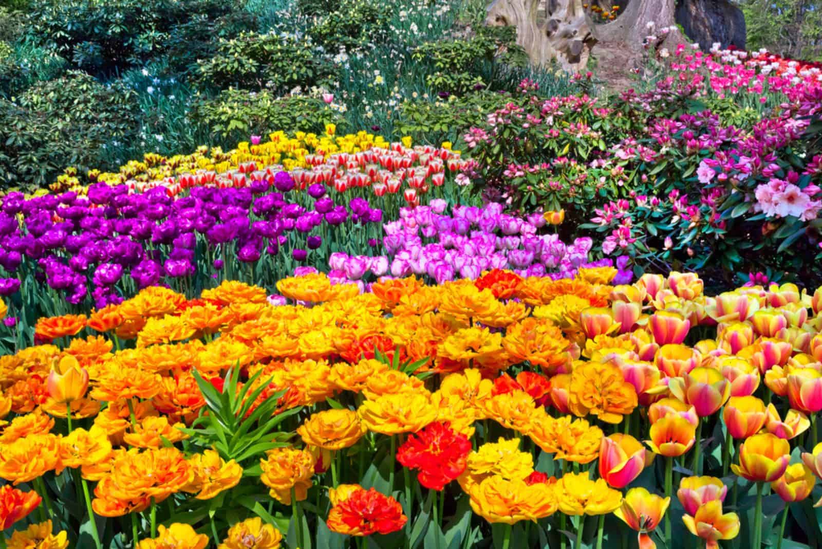 58 Colorful Plants And Flowers For A Stunning Garden Display