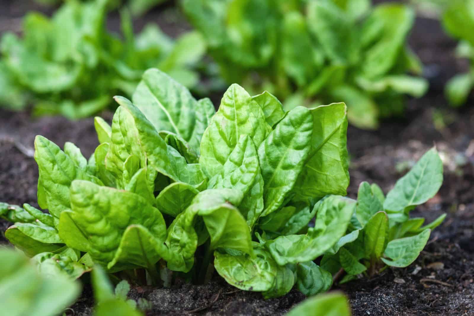 6 Best Companion Plants For Spinach For Maximum Yield